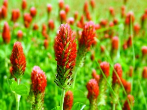 campo spighe rosse