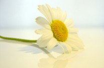 IMMAGINE 3 HOME