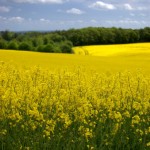 prato giallo e verde