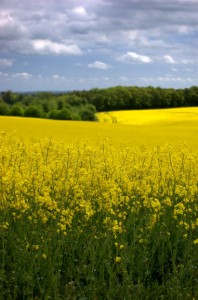 prato giallo e verde