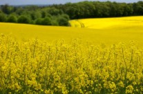 Giornate di approfondimento sulla Naturopatia